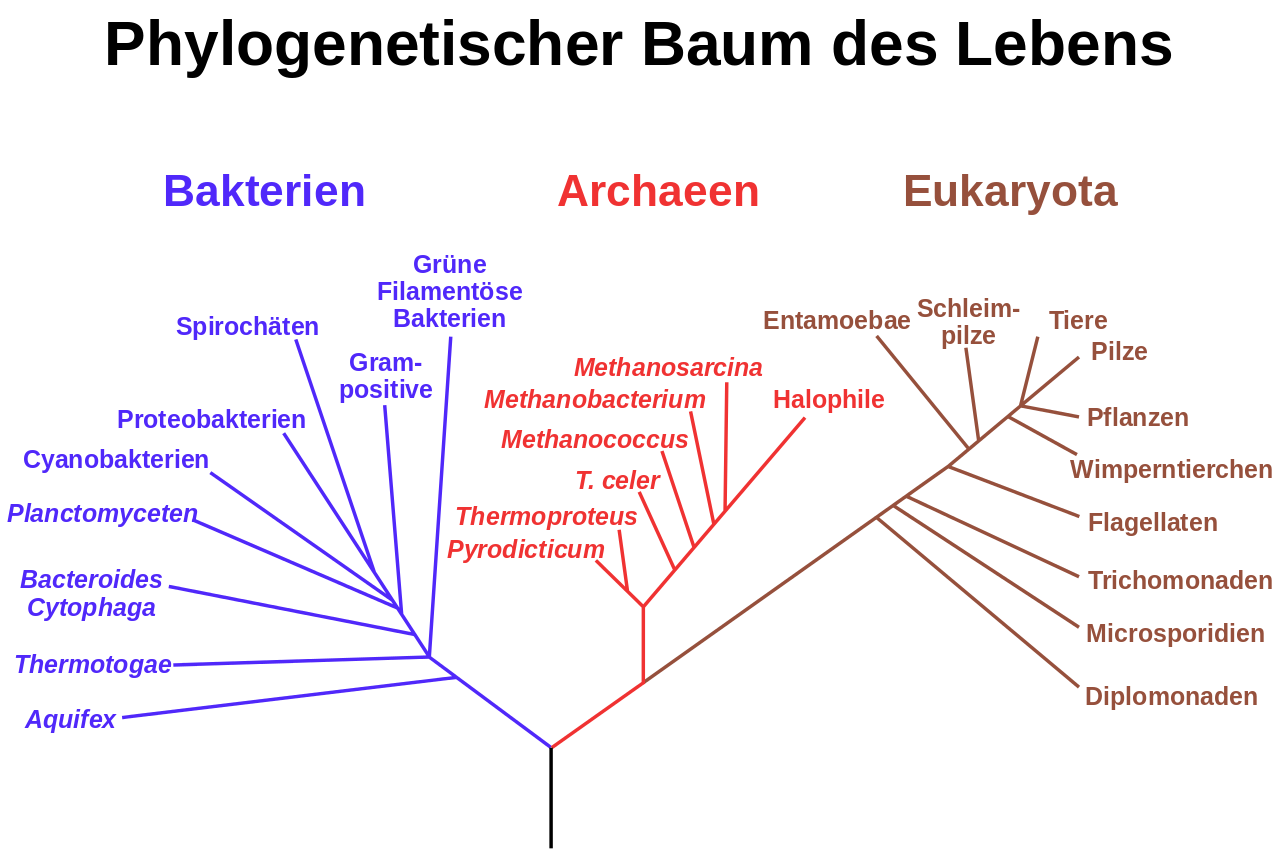 Phylogenetischer Baum